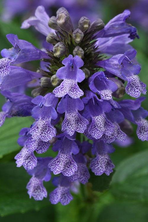  Blue Prelude Catmint (Nepeta) - 1 Gallon Pot