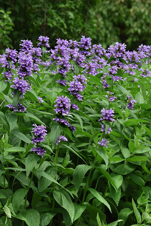  Blue Prelude Catmint (Nepeta) - 1 Gallon Pot