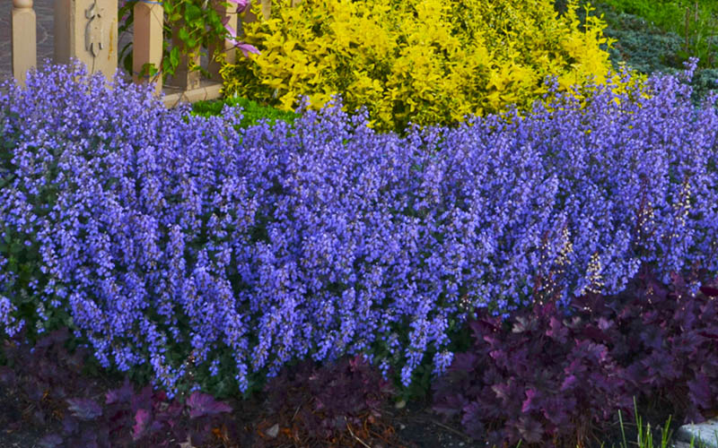  Purrsian Blue Catmint (Nepeta Faassenii) - 6 Pack Of 1 Gallon Pots