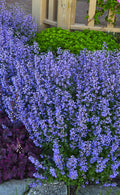  Purrsian Blue Catmint (Nepeta Faassenii) - 1 Gallon Pot