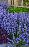  Purrsian Blue Catmint (Nepeta Faassenii) - 1 Gallon Pot