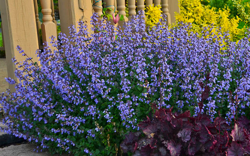  Purrsian Blue Catmint (Nepeta Faassenii) - 1 Gallon Pot