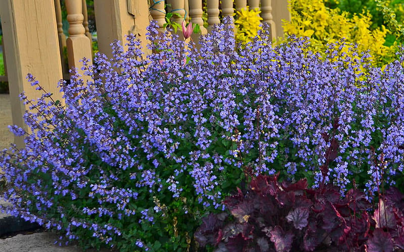  Purrsian Blue Catmint (Nepeta Faassenii) - 1 Gallon Pot