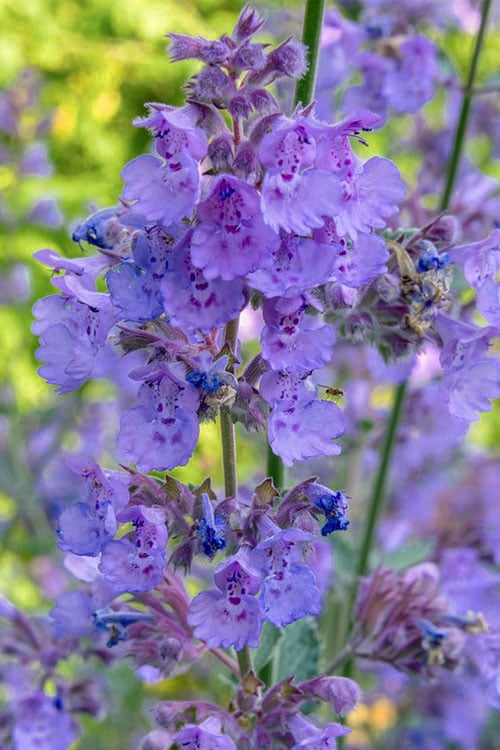  Six Hills Giant Catmint (Nepeta) - 5 Pack Of Quart Pots
