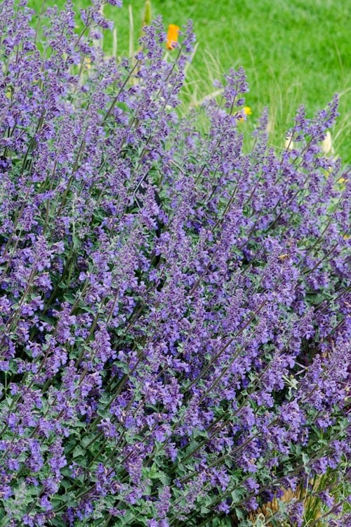  Six Hills Giant Catmint (Nepeta) - 5 Pack Of Quart Pots