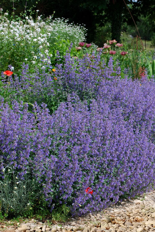  Six Hills Giant Catmint (Nepeta) - 5 Pack Of Quart Pots