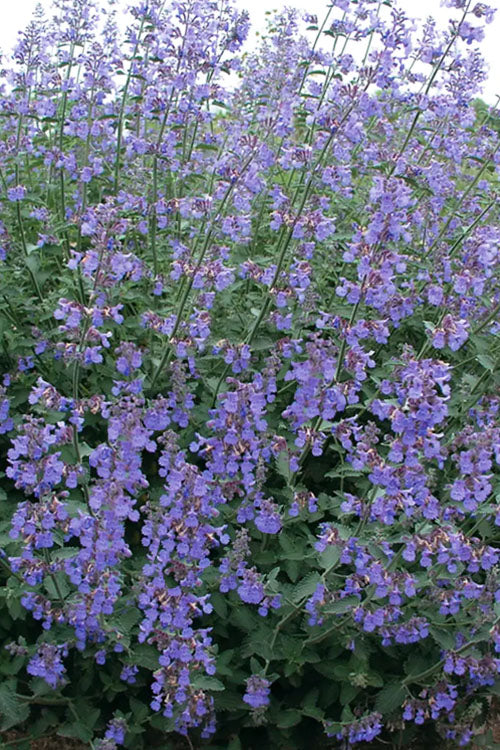  Six Hills Giant Catmint (Nepeta) - 5 Pack Of Quart Pots