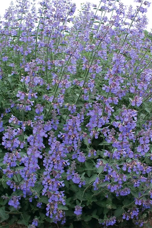  Six Hills Giant Catmint (Nepeta) - 5 Pack Of Quart Pots