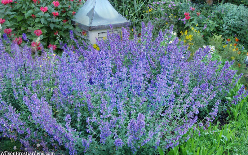  Six Hills Giant Catmint (Nepeta) - 5 Pack Of Quart Pots