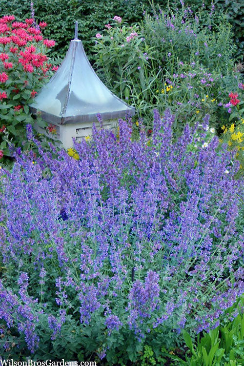  Six Hills Giant Catmint (Nepeta) - 5 Pack Of Quart Pots