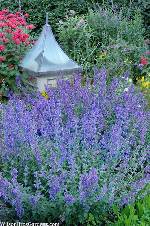  Six Hills Giant Catmint (Nepeta) - 5 Pack Of Quart Pots