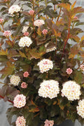  Alouette Ninebark (Physocarpus) - 1 Gallon Pot