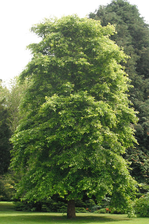  Black Gum Tupelo Tree (Nyssa Sylvatica) - 3 Gallon Pot