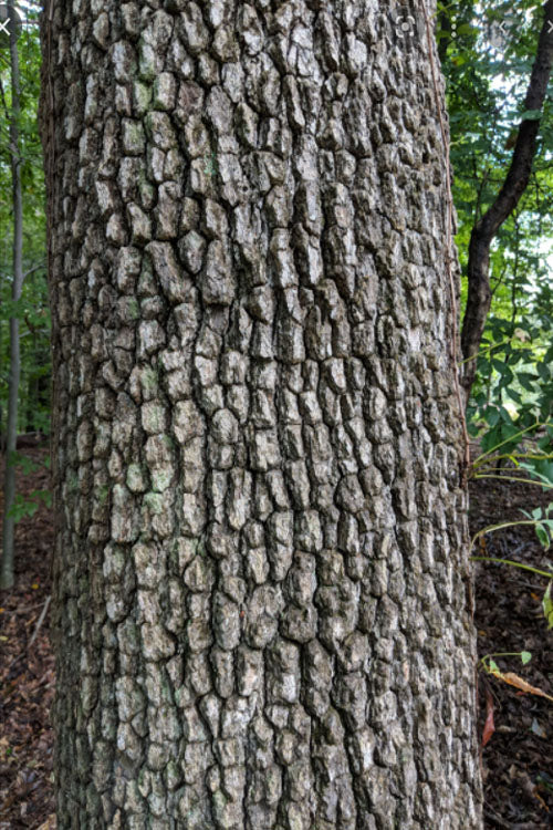  Black Gum Tupelo Tree (Nyssa Sylvatica) - 3 Gallon Pot