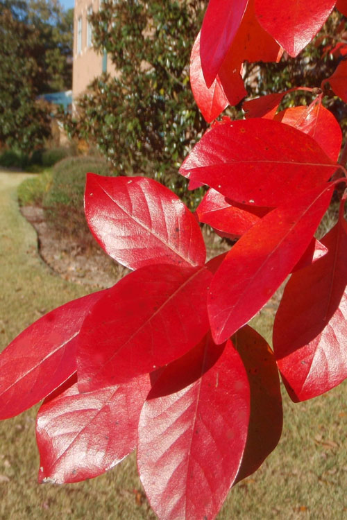  Black Gum Tupelo Tree (Nyssa Sylvatica) - 2 Gallon Pot