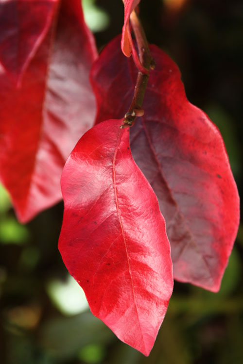  Black Gum Tupelo Tree (Nyssa Sylvatica) - 2 Gallon Pot