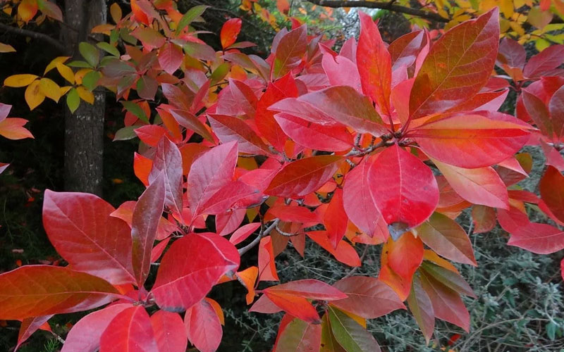  Wildfire Black Gum (Tupelo Tree) - 7 Gallon Pot