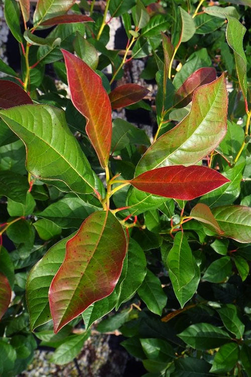  Wildfire Black Gum (Tupelo Tree) - 7 Gallon Pot
