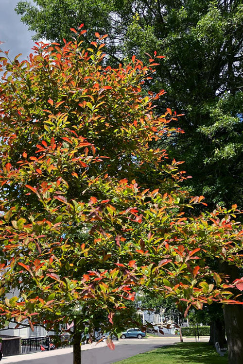  Wildfire Black Gum (Tupelo Tree) - 7 Gallon Pot