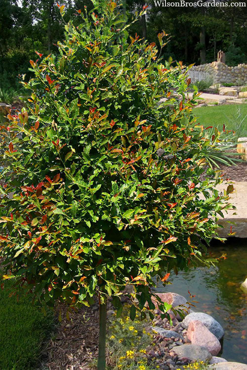  Wildfire Black Gum (Tupelo Tree) - 7 Gallon Pot