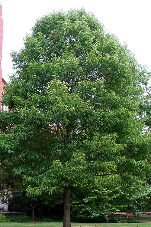  Wildfire Black Gum (Tupelo Tree) - 7 Gallon Pot