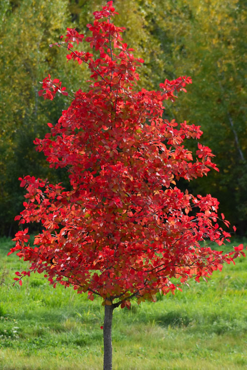  Wildfire Black Gum (Tupelo Tree) - 7 Gallon Pot