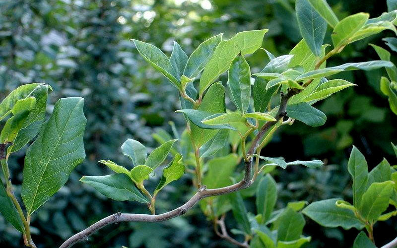  Zydeco Twist Black Gum Tree - 3 Gallon Pot (5-6’)