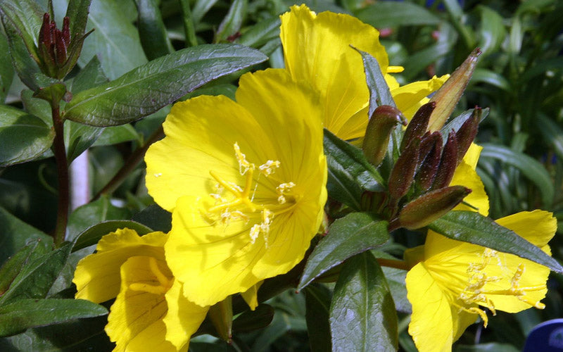  Fireworks Sundrops (Oenothera Fruticosa) - 1 Gallon Pot