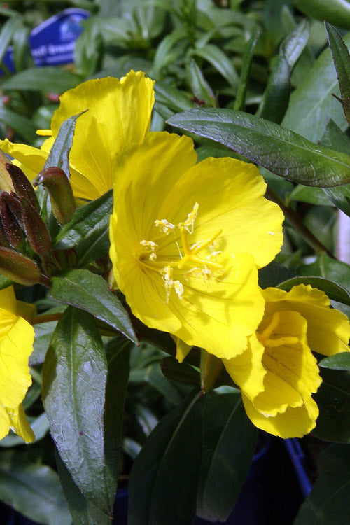  Fireworks Sundrops (Oenothera Fruticosa) - 1 Gallon Pot