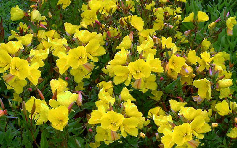  Fireworks Sundrops (Oenothera Fruticosa) - 1 Gallon Pot