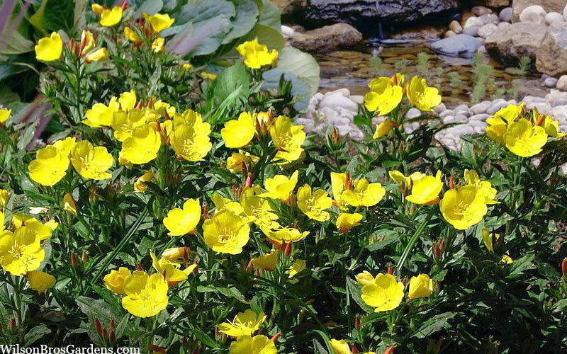  Fireworks Sundrops (Oenothera Fruticosa) - 1 Gallon Pot