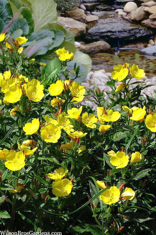  Fireworks Sundrops (Oenothera Fruticosa) - 1 Gallon Pot