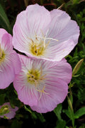  Evening Primrose (Oenothera) - 5 Pack Of Quart Pots