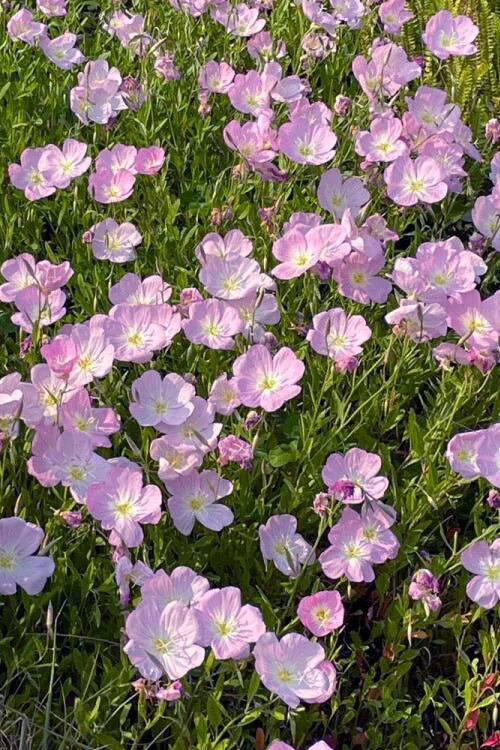  Evening Primrose (Oenothera) - 5 Pack Of Quart Pots
