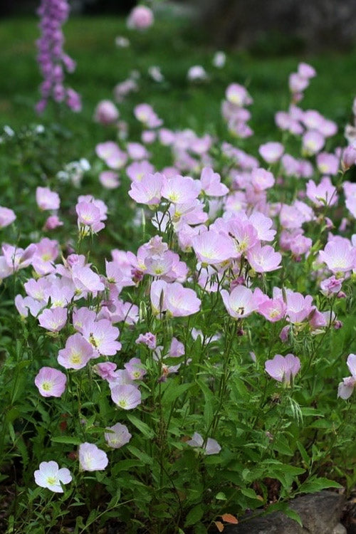 Evening Primrose (Oenothera) - 5 Pack Of Quart Pots