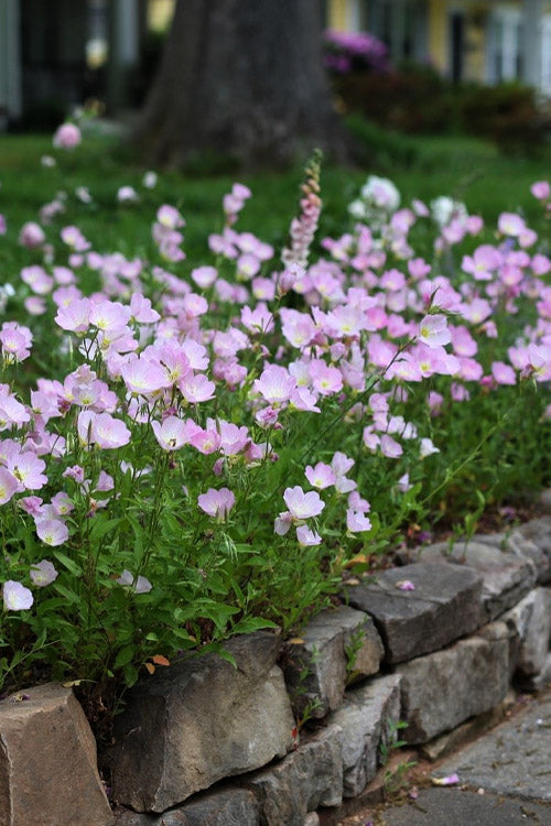  Evening Primrose (Oenothera) - 5 Pack Of Quart Pots