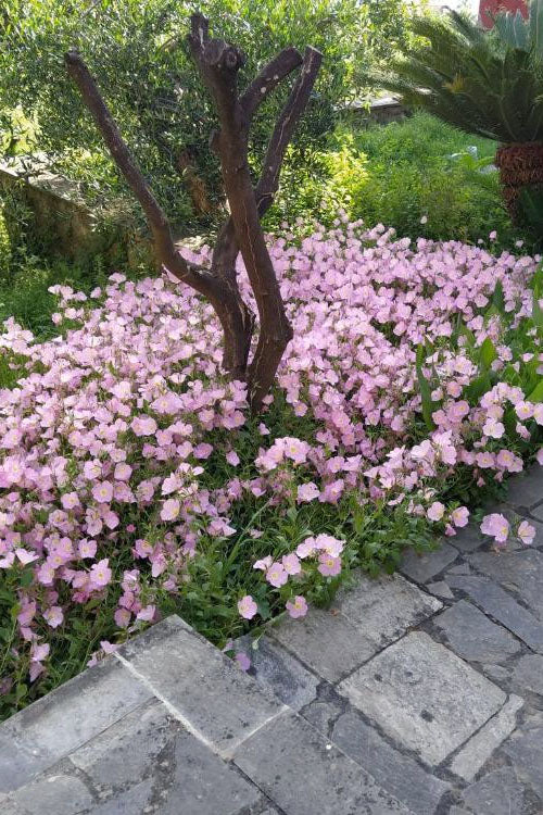  Evening Primrose (Oenothera) - 5 Pack Of Quart Pots