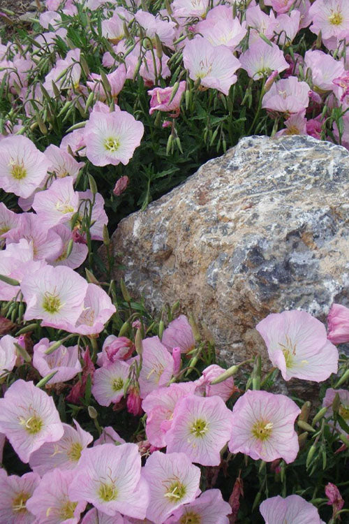  Evening Primrose (Oenothera) - 5 Pack Of Quart Pots