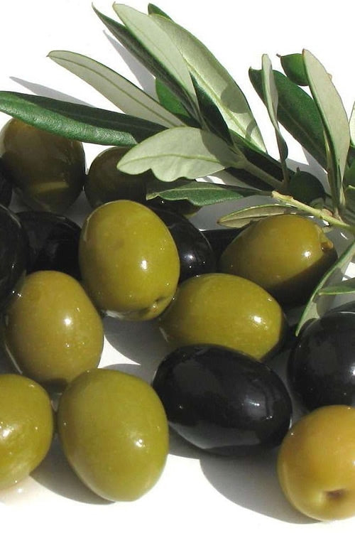  Arbequina Olive Tree - 5 Gallon Pot