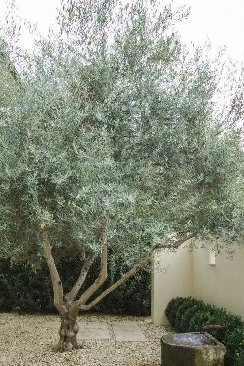  Arbequina Olive Tree - 5 Gallon Pot