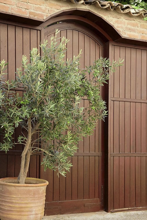  Arbequina Olive Tree - 5 Gallon Pot