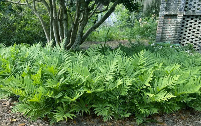  Sensitive Fern (Onoclea Sensibilis) - 1 Gallon Pot
