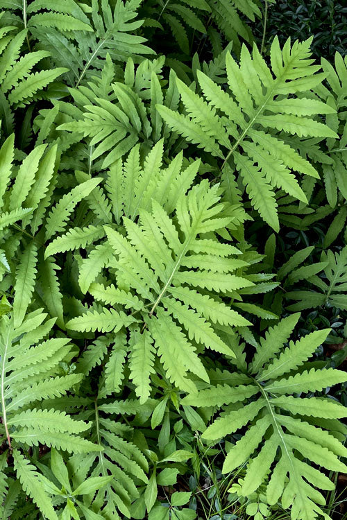  Sensitive Fern (Onoclea Sensibilis) - 1 Gallon Pot
