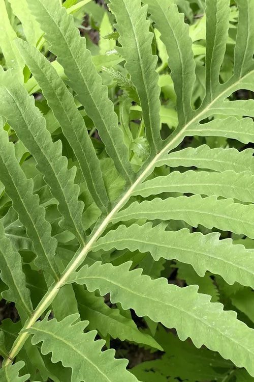  Sensitive Fern (Onoclea Sensibilis) - 1 Gallon Pot