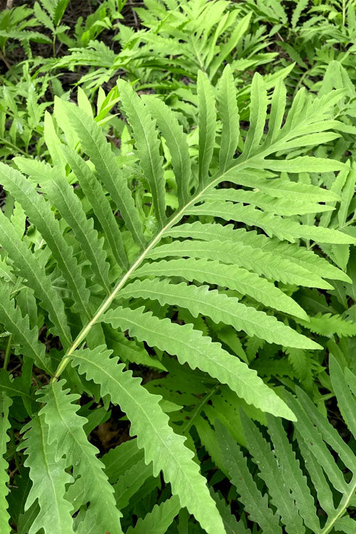  Sensitive Fern (Onoclea Sensibilis) - 1 Gallon Pot