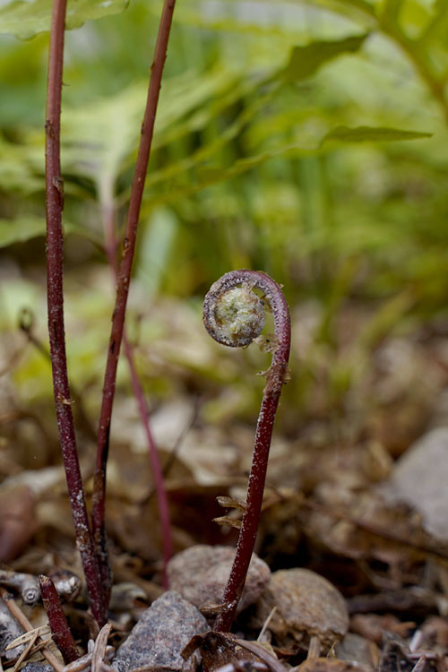  Sensitive Fern (Onoclea Sensibilis) - 1 Gallon Pot