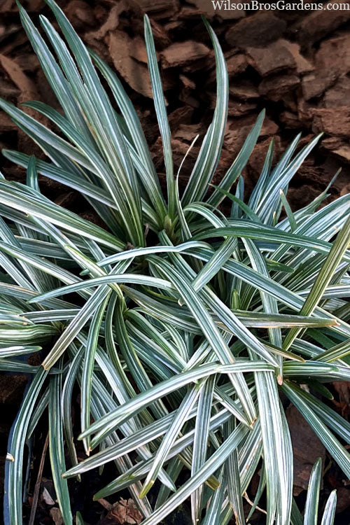  Silver Stripe Dwarf Mondo Grass - 18 Pack Of Pint Pots