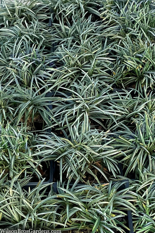  Silver Stripe Dwarf Mondo Grass - 18 Pack Of Pint Pots