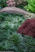  Tall Mondo Grass - 6 Pack Of 1 Gallon Pots - ON SALE!