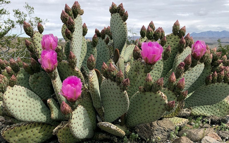  Beavertail Prickly Pear Cactus - 3 Gallon Pot